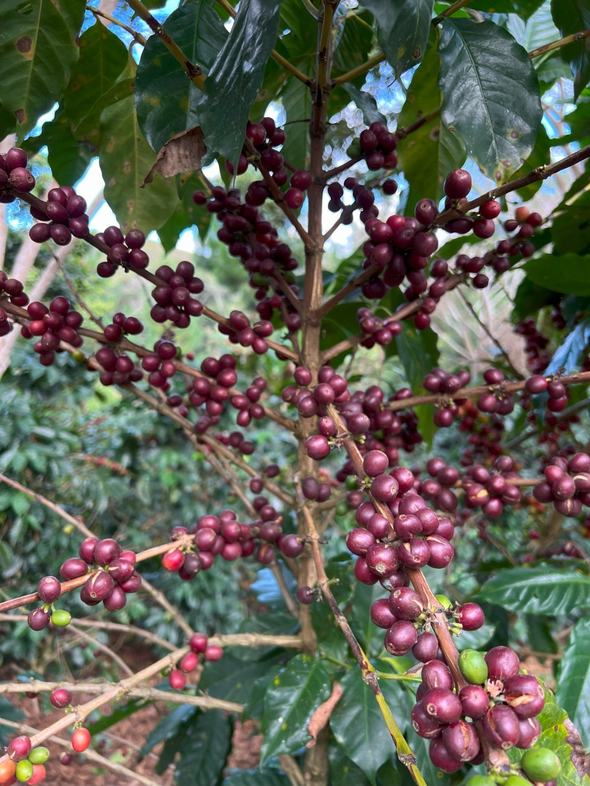 5 LBS HIGHLAND PERUVIAN UNROASTED GREEN COFFEE BEANS – ORGANICALLY GROWN ARABICA