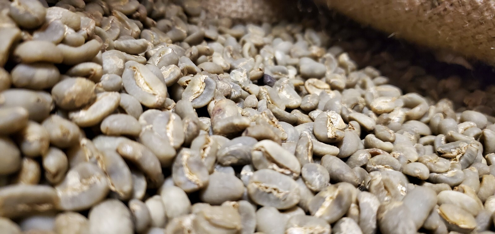 5 LB INDONESIA SUMATRA MANDHELING UNROASTED GREEN COFFEE BEANS – ARABICA