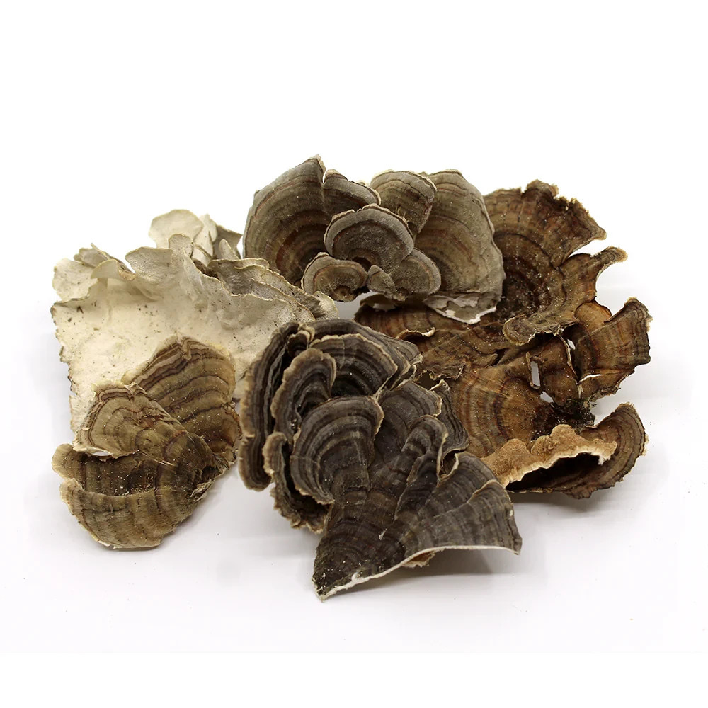 Dried American Turkey tail mushrooms 1lb.