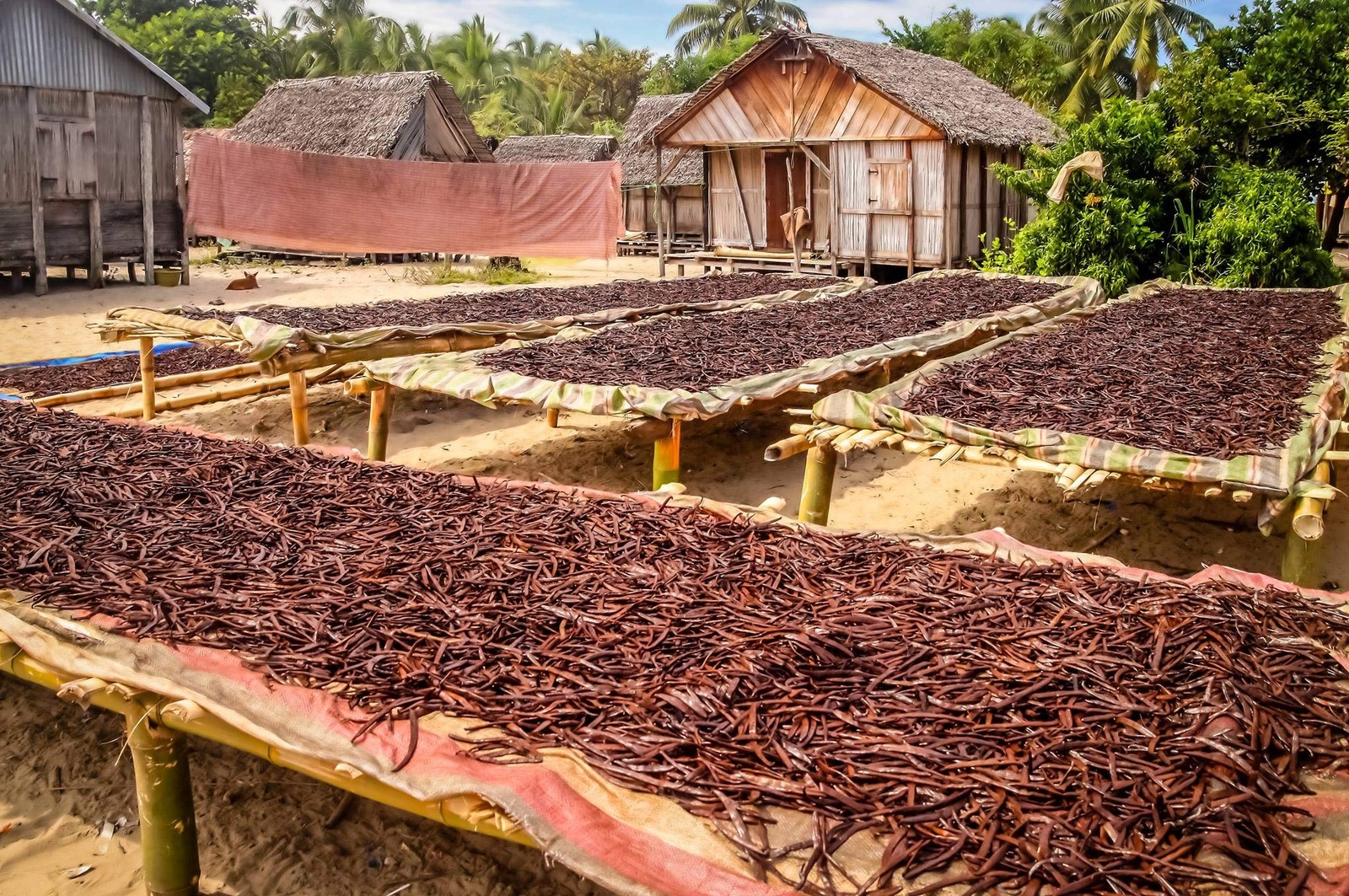 50 Organic Madagascar Vanilla Beans. Whole Grade A Vanilla Pods for Vanilla E…