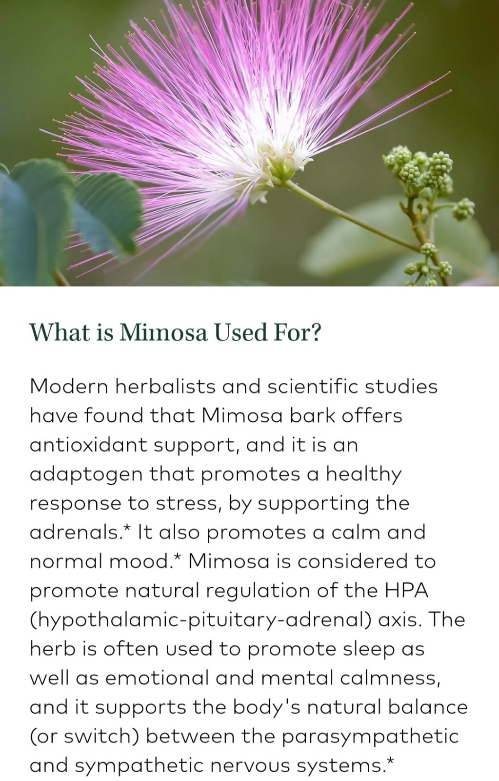 Dried Silk Mimosa Tree Fragarant Pink Flowers Tea Tincture Albizia Julibrissin