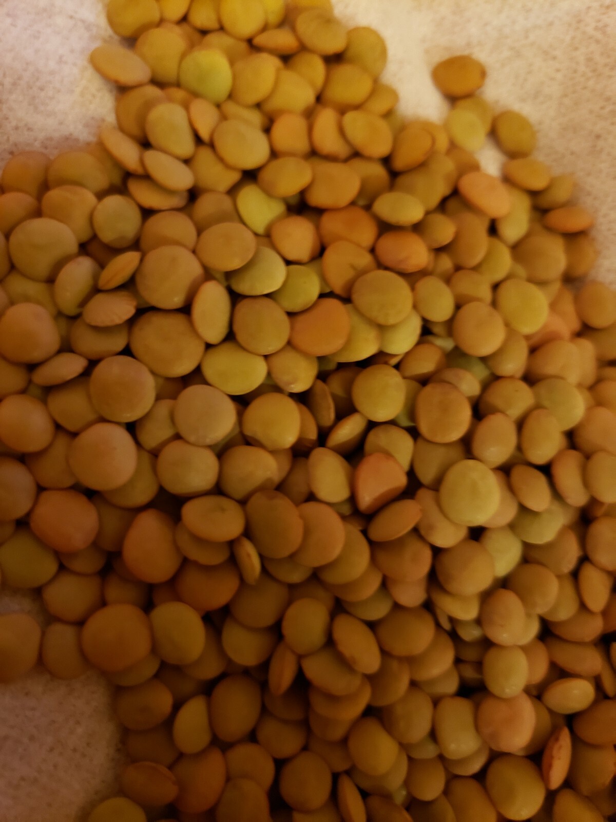 Dry LENTILS Grown to Organic Standards FRESH 2023 crop