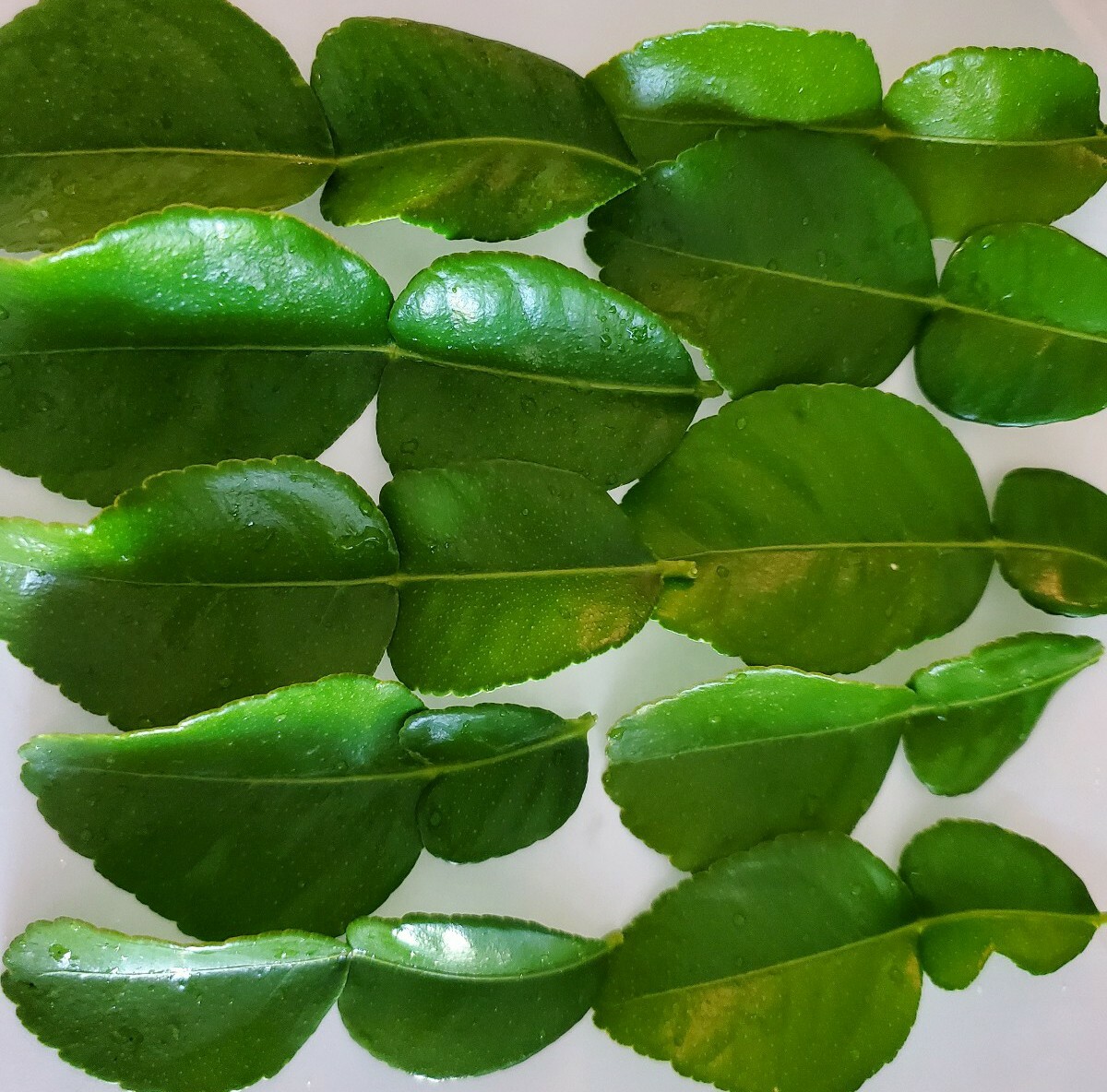 Fresh Kaffir Lime Leaves Thai Herbs- Picked to Order